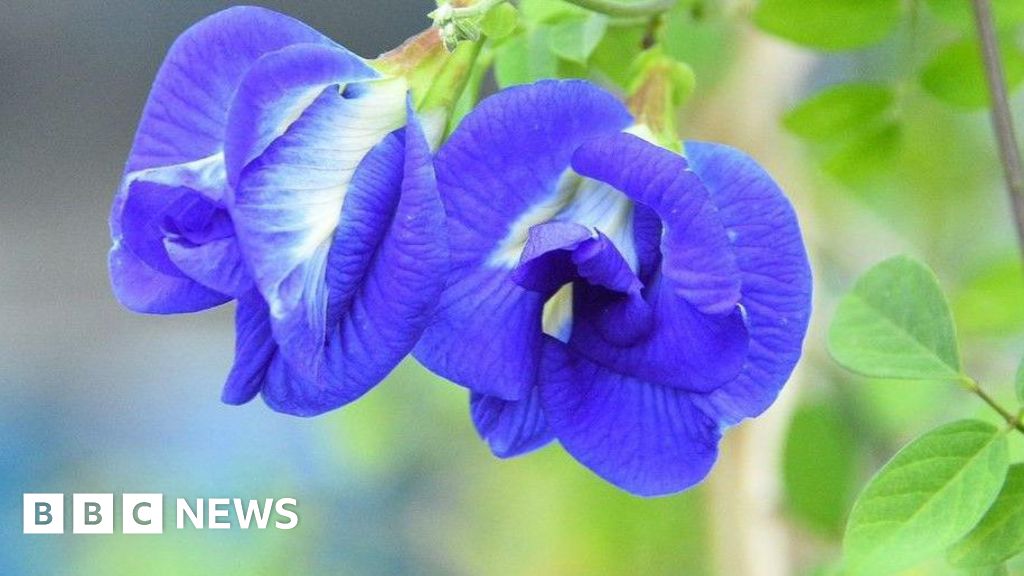 Indian farmers turn to 'magical' butterfly pea flower