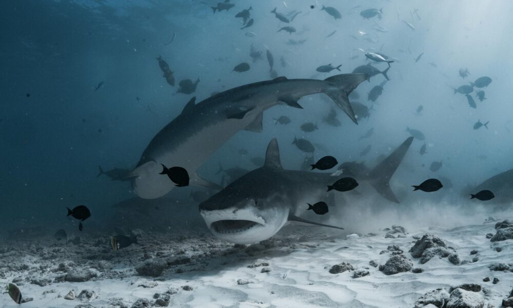 Bull Sharks
