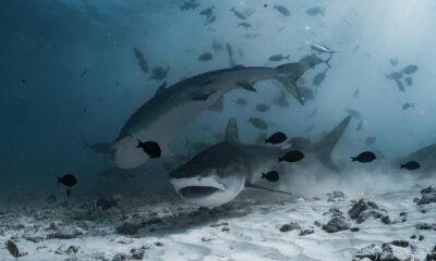 Bull Sharks