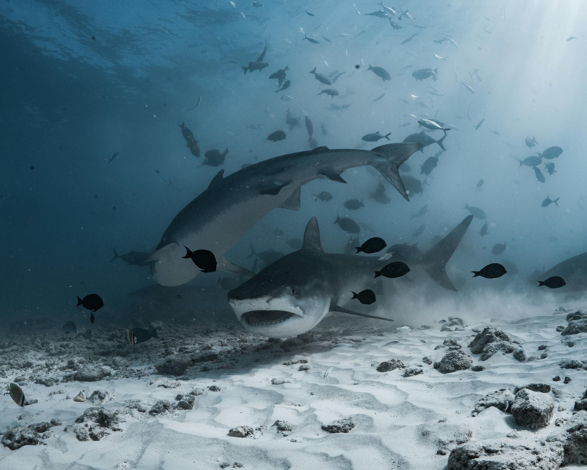 Bull Sharks