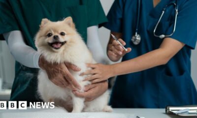 Vets may have to publish prices of common treatments in government plans