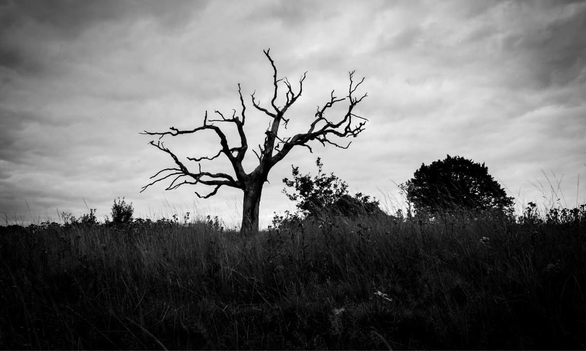 Over Half of All Crypto Tokens Are Now Dead: CoinGecko