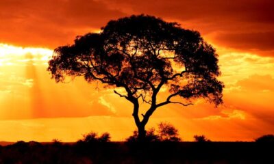 WisdomTree expands tokenized fund access to Solana in multichain push