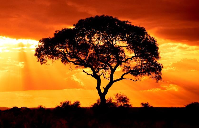 WisdomTree expands tokenized fund access to Solana in multichain push