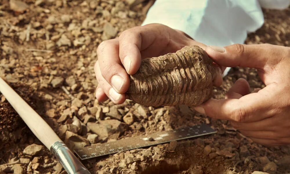 A speeding clock could solve Darwin’s mystery of gaps in animal fossil records