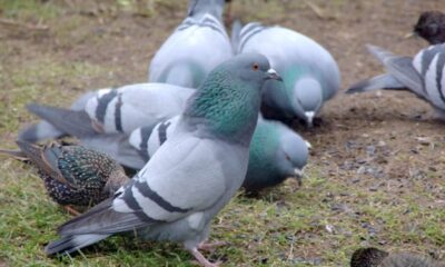 What I’ve learned from studying the wild pigeon