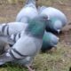 What I’ve learned from studying the wild pigeon