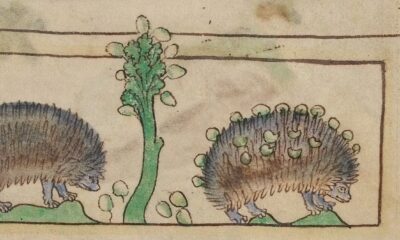 Why hedgehogs used to be hated
