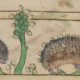 Why hedgehogs used to be hated