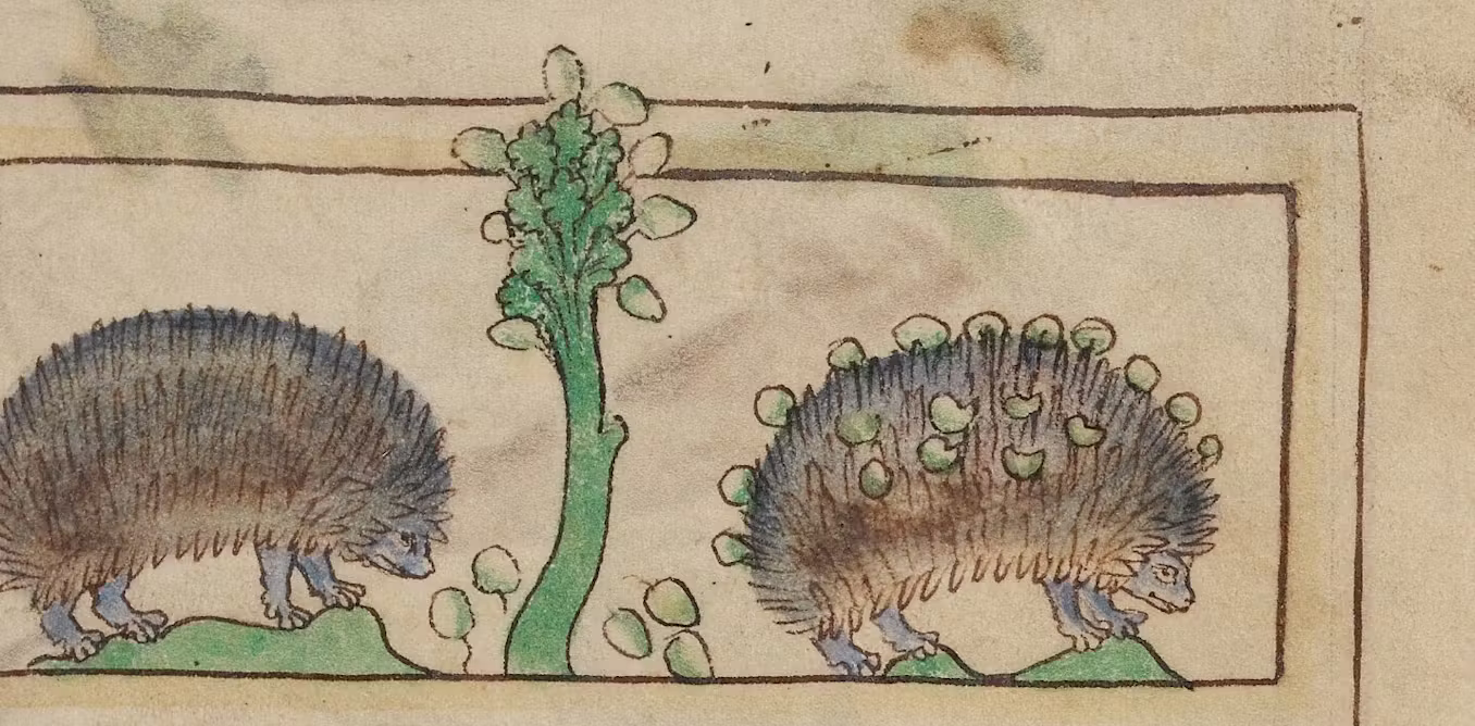 Why hedgehogs used to be hated
