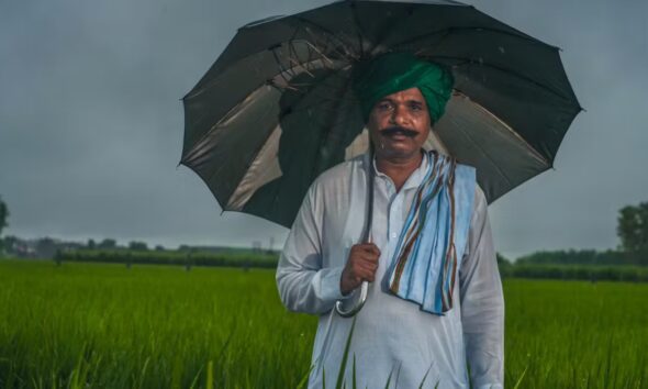 How I’m helping rice farmers in India harness the power of fungi in the soil