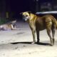 India’s 60 million street dogs are turning from village scavengers to city territory defenders