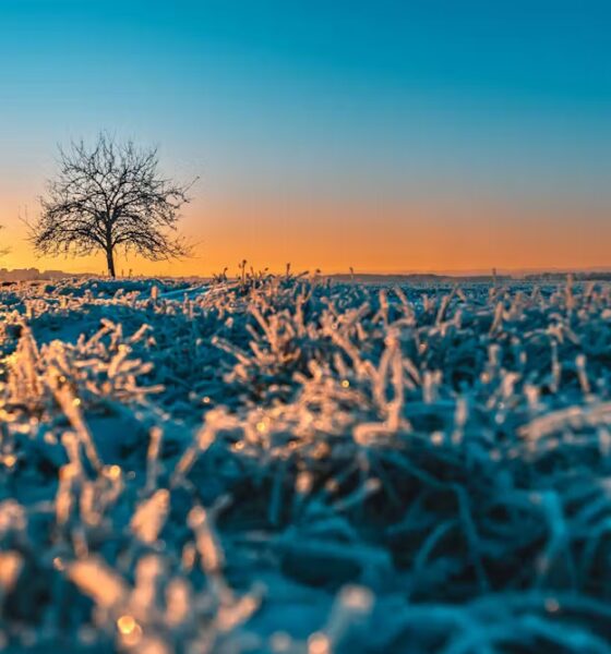 seven tips to entice you outside and dose yourself up with joy