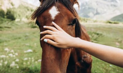 Horses really can smell fear, new study claims, and it changes their behaviour