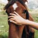 Horses really can smell fear, new study claims, and it changes their behaviour
