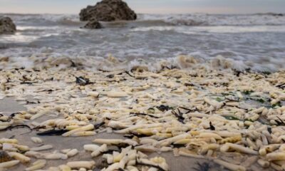 Why do onions and chips keep washing up on England’s south coast? Here’s the science