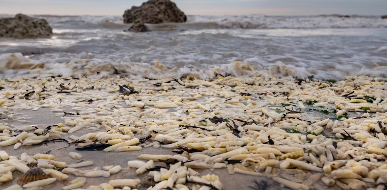 Why do onions and chips keep washing up on England’s south coast? Here’s the science