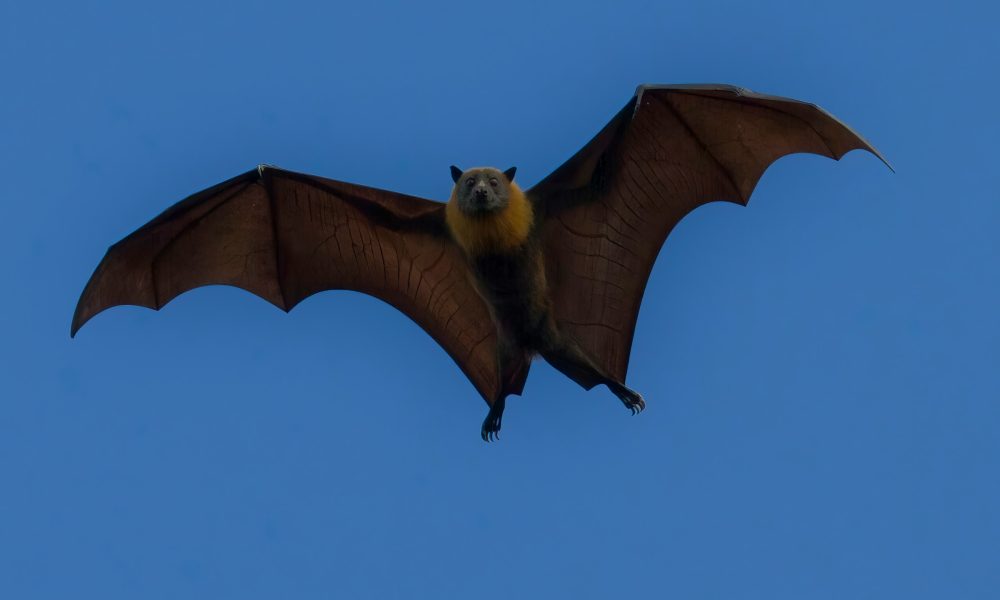 Fruit Bat