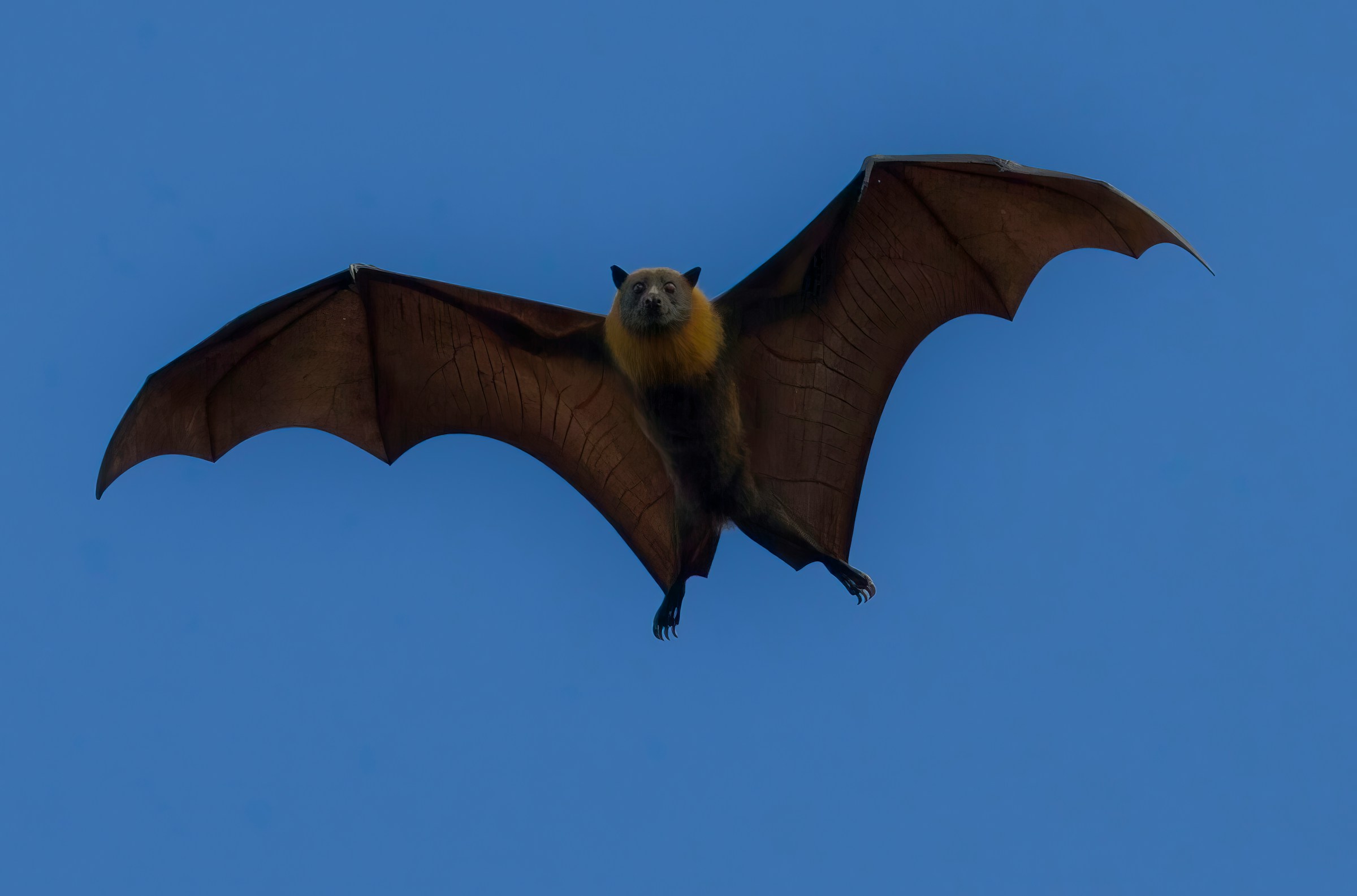 Fruit Bat