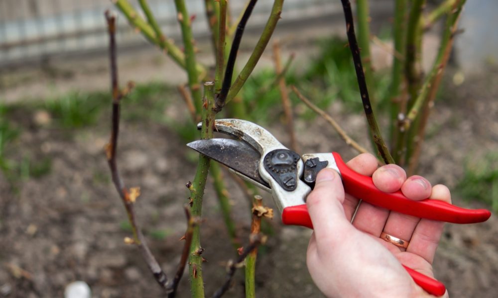 Eight tips to keep busy and help cultivate the perfect winter garden