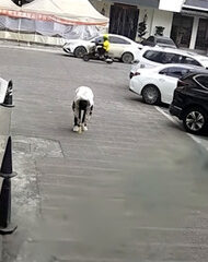 Man’s Quick Thinking Saves Him From Crushing Injury by Backing Van