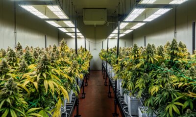 Innovative Industrial: Cannabis Rescheduling Changes Everything; A Conviction Buy (IIPR)