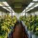 Innovative Industrial: Cannabis Rescheduling Changes Everything; A Conviction Buy (IIPR)
