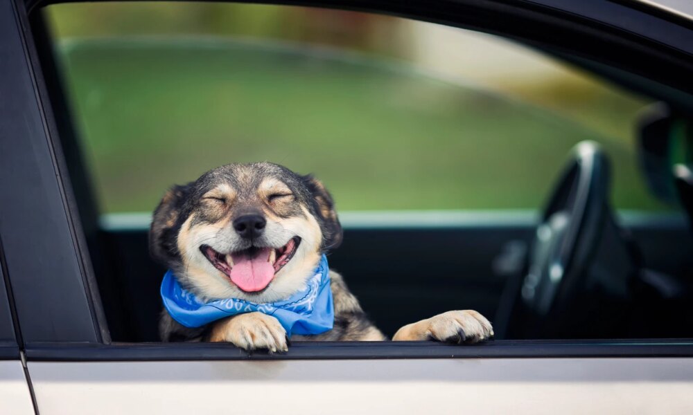 QDPL: Tax-Efficient Monthly Income Potential (NYSEARCA:QDPL)