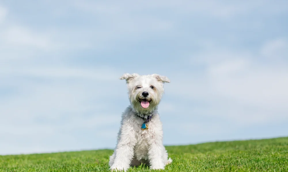Dog sitting on green grass with blue sky in background