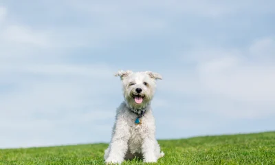 Dog sitting on green grass with blue sky in background