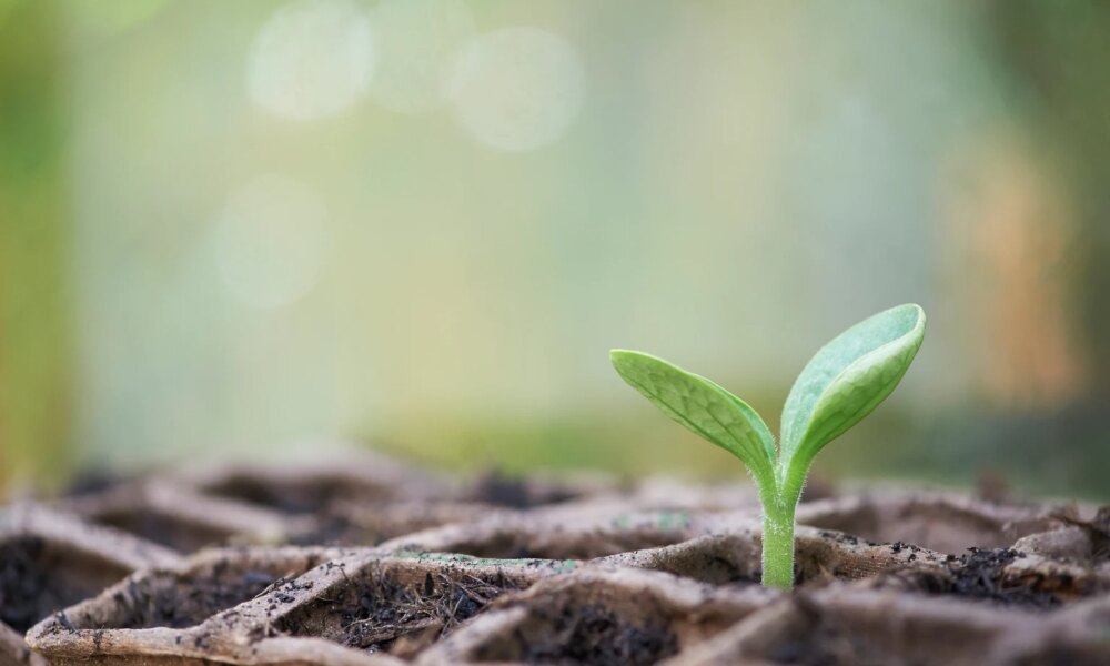 Sprouts Farmers Market Stock: From Overripe Hype To Balanced Bite - Hold (NASDAQ:SFM)