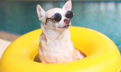 SPYI: Final Distributions Are In, 94% Return Of Capital