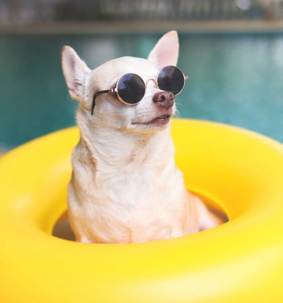 SPYI: Final Distributions Are In, 94% Return Of Capital