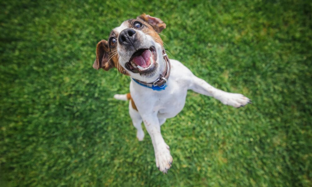 Joyful Jack Russell Terrier jumps with mouth open and ears flapping on a green lawn during an energetic outdoor play session