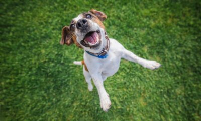 Joyful Jack Russell Terrier jumps with mouth open and ears flapping on a green lawn during an energetic outdoor play session