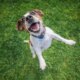 Joyful Jack Russell Terrier jumps with mouth open and ears flapping on a green lawn during an energetic outdoor play session