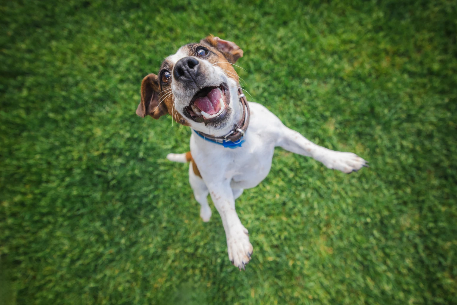 Joyful Jack Russell Terrier jumps with mouth open and ears flapping on a green lawn during an energetic outdoor play session