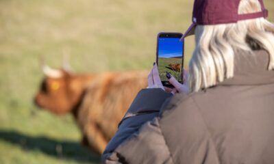 "Ditch the crocs" visitors told as viral Highland cows are moved on Butser Hill and the public is asked not to get too close