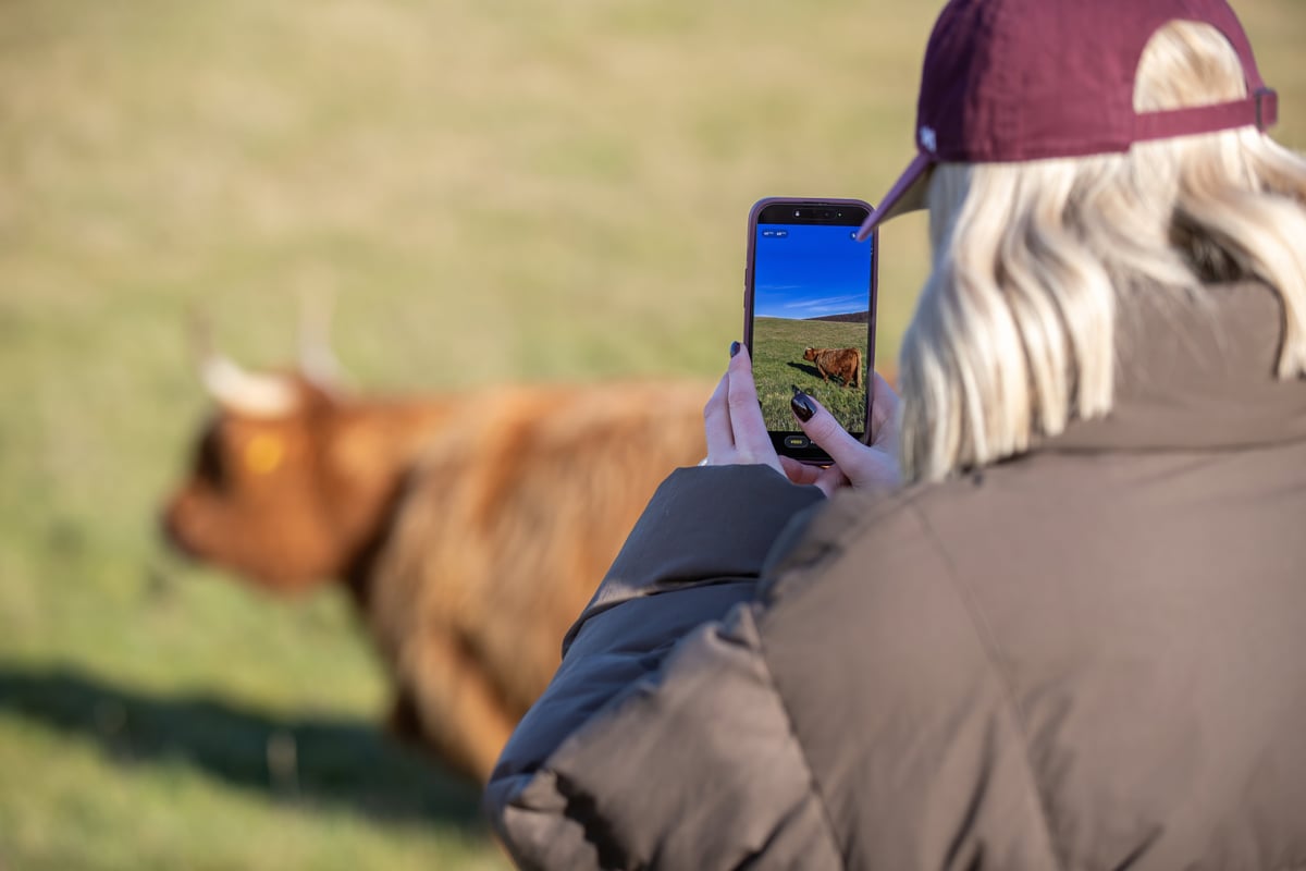 "Ditch the crocs" visitors told as viral Highland cows are moved on Butser Hill and the public is asked not to get too close