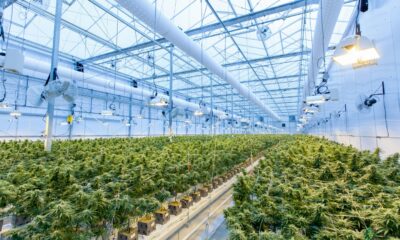 WA cannabis companies in shake up