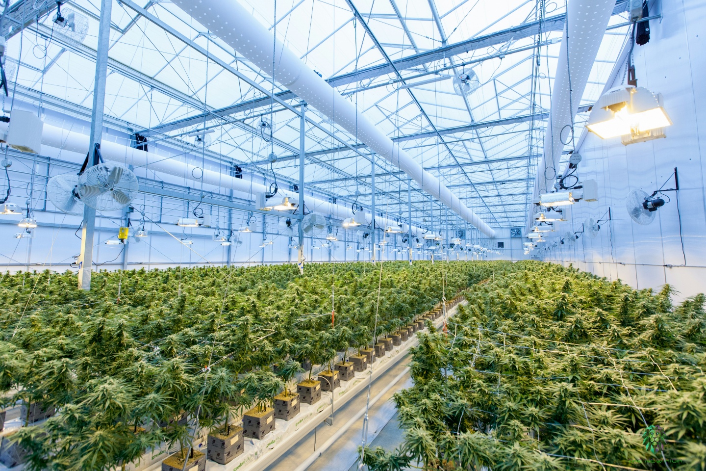 WA cannabis companies in shake up