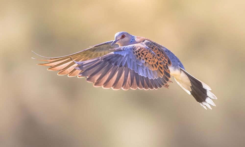 How a ‘dysfunctional’ English farm became a biodiversity hotspot