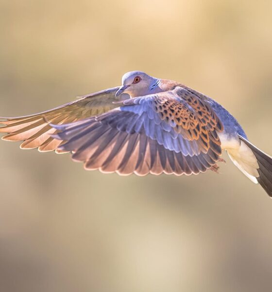 How a ‘dysfunctional’ English farm became a biodiversity hotspot