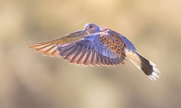 How a ‘dysfunctional’ English farm became a biodiversity hotspot