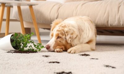 How Vacuum Brands Compete in 2025 (and What SMEs Can Copy)