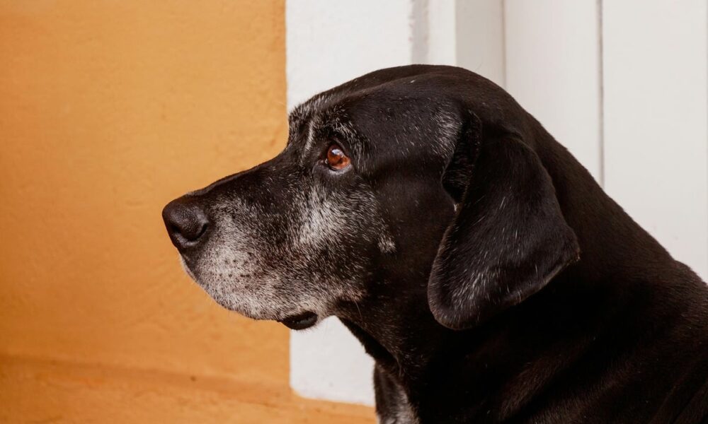 The signs of arthritis in your dog and the 7 ways you can help ease their pain