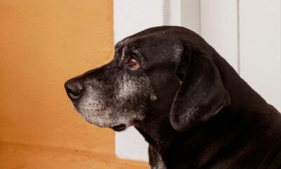 The signs of arthritis in your dog and the 7 ways you can help ease their pain