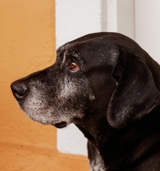 The signs of arthritis in your dog and the 7 ways you can help ease their pain