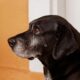 The signs of arthritis in your dog and the 7 ways you can help ease their pain