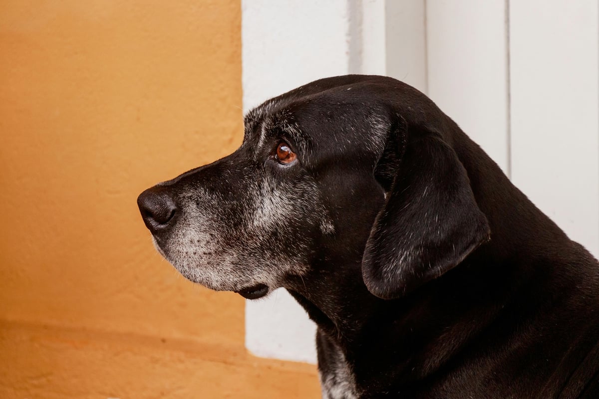 The signs of arthritis in your dog and the 7 ways you can help ease their pain